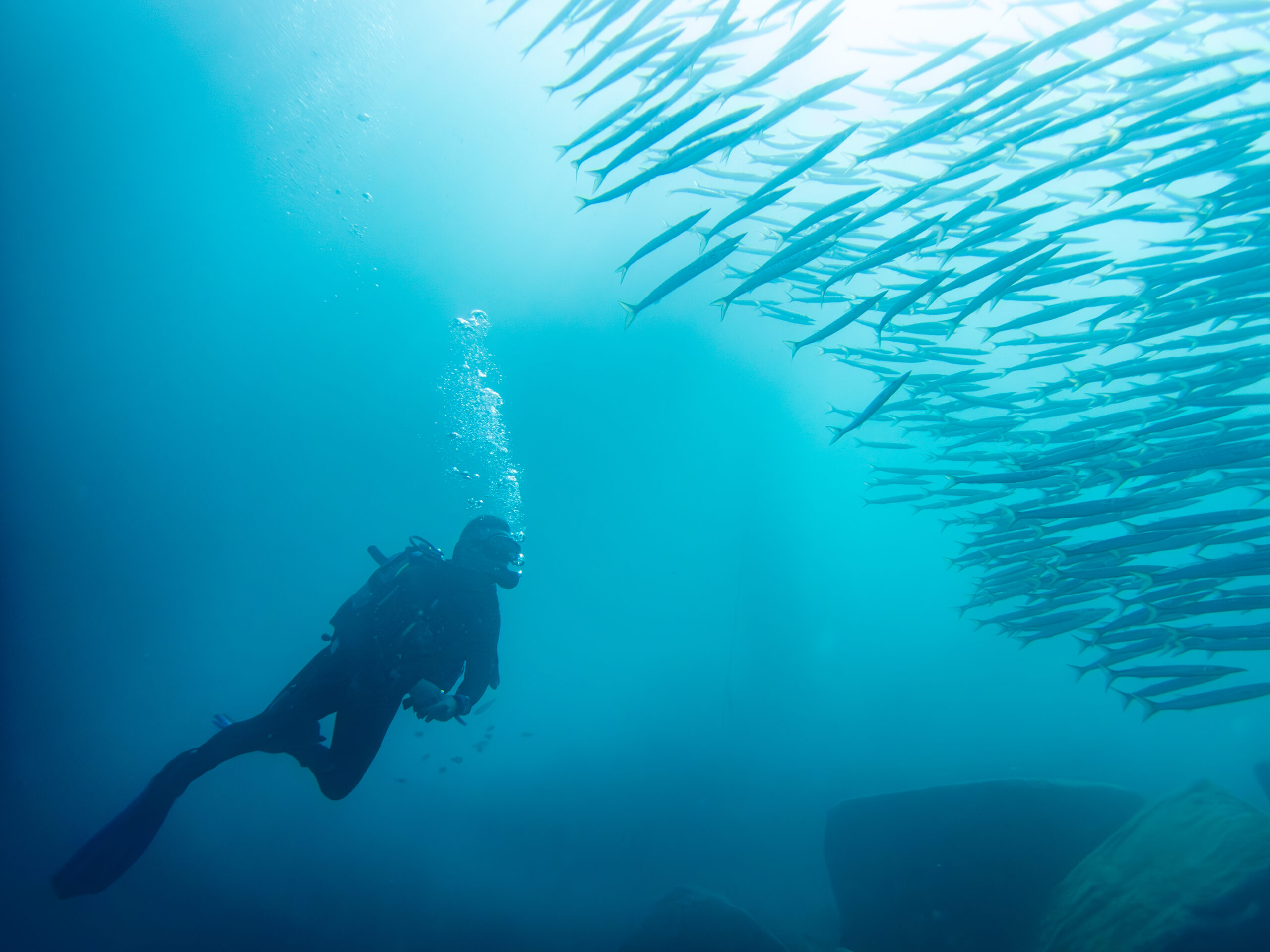 Barracuda Marina San Miguel
